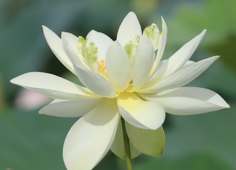 Bild eines Lotus